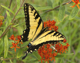 Black Yellow Butterfly II Art by Kathy Mansfield