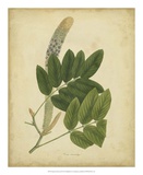 Engelmann Botanical III Posters by Engelmann 