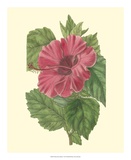 Chinese Rose Mallow Prints