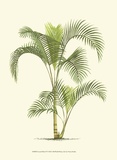 Coastal Palm IV Poster