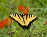 Black Yellow Butterfly I Posters by Kathy Mansfield