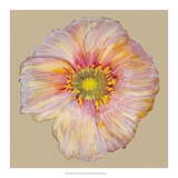 Poppy Blossom I Affiches par Alicia Ludwig