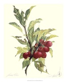 Crab Apple Prints by James Linton Sain