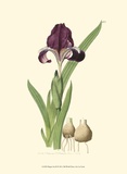 Samuel Curtis - Elegant Iris III - Reprodüksiyon Samuel Curtis - Elegant Iris III - Reprodüksiyon