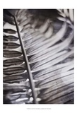 Silvery Frond I Prints by Emily Robinson