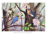 Bluebirds Prints by Al Dornish