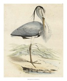 Antique Heron IV Prints