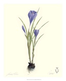 Crocus Prints by James Linton Sain