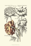 Tinted Floral I Posters par Basilius Besler