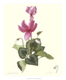 Cyclamens Affiche par James Linton Sain