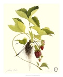 Strawberry Posters by James Linton Sain