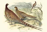 Pheasant Varieties VI Poster