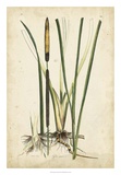 Antique Cattail II Prints by Samuel Curtis