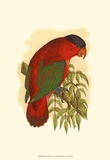 Purple-Capped Lory Print