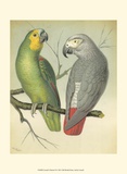 Cassell - Cassell's Parrots II Obrazy Cassell - Cassell's Parrots II Obrazy