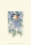 Chickadee in White Pine Posters by Janet Mandel