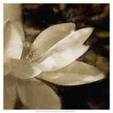 Bronze Lily IV Posters par Noah Bay