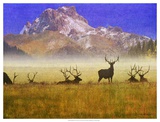 Bull Elk Prints by Chris Vest