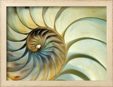 Close-up of Nautilus Shell Spirals Framed Photographic Print by Eric Kamp