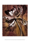 Bronze Parrot Tulip II Lámina por Christine Zalewski