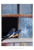 Barn Swallows Window Poster von Chris Vest