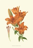Striking Lilies II Posters by Edward Step