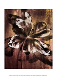 Bronze Parrot Tulip I Affiches par Christine Zalewski