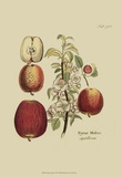 Antique Apples Prints