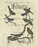 Vintage Ornithology II Kunst