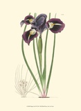 Elegant Iris II Pósters por Samuel Curtis