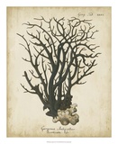 Esper Antique Coral I Posters par Johann Esper