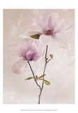 Tulip Blush II Láminas por Christine Zalewski