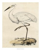 Antique Heron III Posters