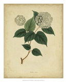 Engelmann Botanical VI Prints by Engelmann 