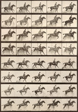 Jumping a Hurdle Art by Eadweard Muybridge