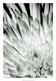 Dramatic Mum II Láminas por Renee W. Stramel Dramatic Mum II Láminas por Renee W. Stramel