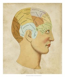 Vintage Phrenology Prints
