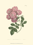 Mauve Beauty V Kunstdrucke von Samuel Curtis