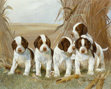 Belle's Pups Print by Ruane Manning