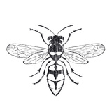 Wasp Posters par Clara Wells