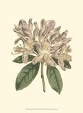 Pastel Blooms IV Poster von Samuel Curtis