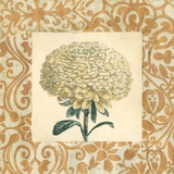 Chrysanthemum Study I Pósters por Megan Meagher Chrysanthemum Study I Pósters por Megan Meagher