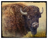 Bison Portrait I Prints by Chris Vest