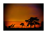 African Moonglow Art by Bobbie Goodrich