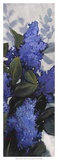 Lilac Spray II Prints by Tim O'toole