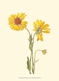 Delicate Wildflowers II Print Delicate Wildflowers II Print