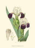 Elegant Iris IV Poster von Samuel Curtis