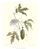 Passion Flower Prints by James Linton Sain