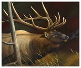 Elk Portrait II Posters por Leo Stans