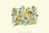 Goldfinches Posters by Janet Mandel